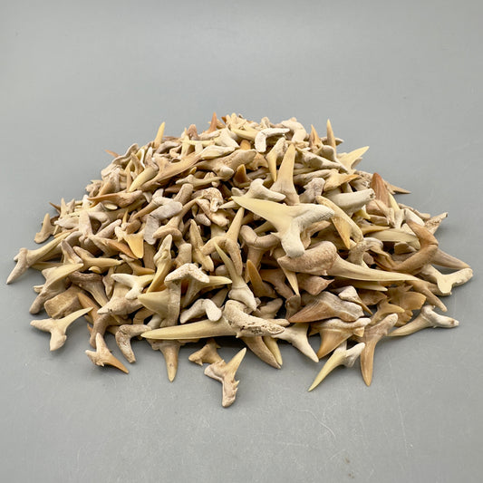 1 LB (appx 600 Teeth) Wholesale Group - Extinct Sand Tiger Shark Teeth- Morocco