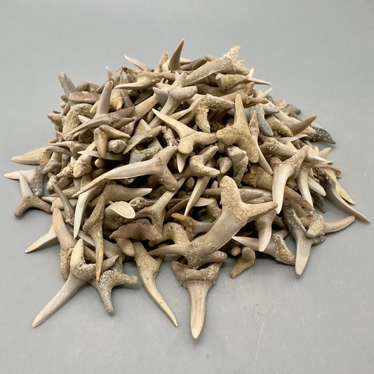 5 LB (appx 2000 Teeth) Wholesale Group - Extinct Sand Tiger Shark Teeth- Kazakhstan