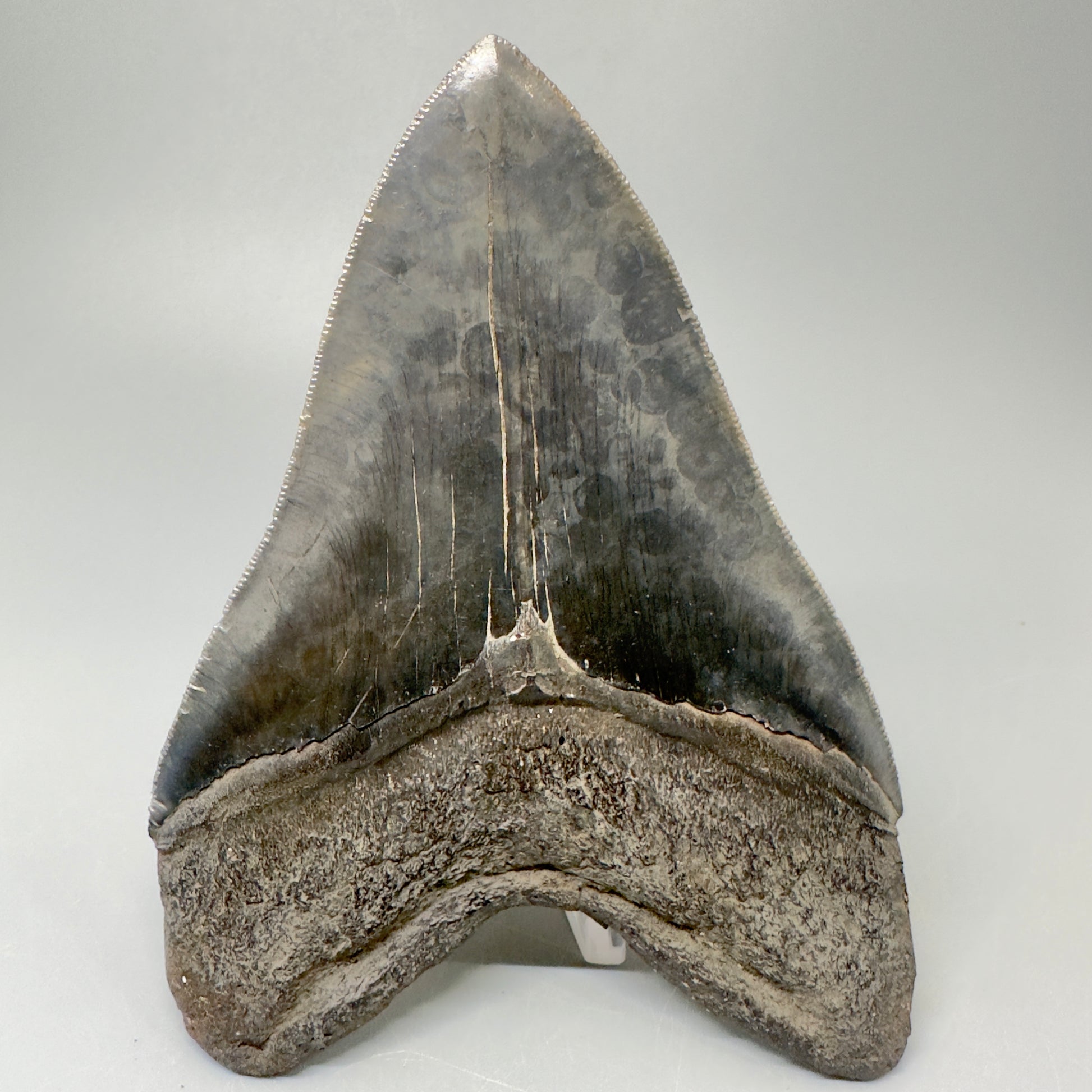 Large, sharply serrated   5.75" Fossil Megalodon Tooth from Southeast, USA CM5036 - Back