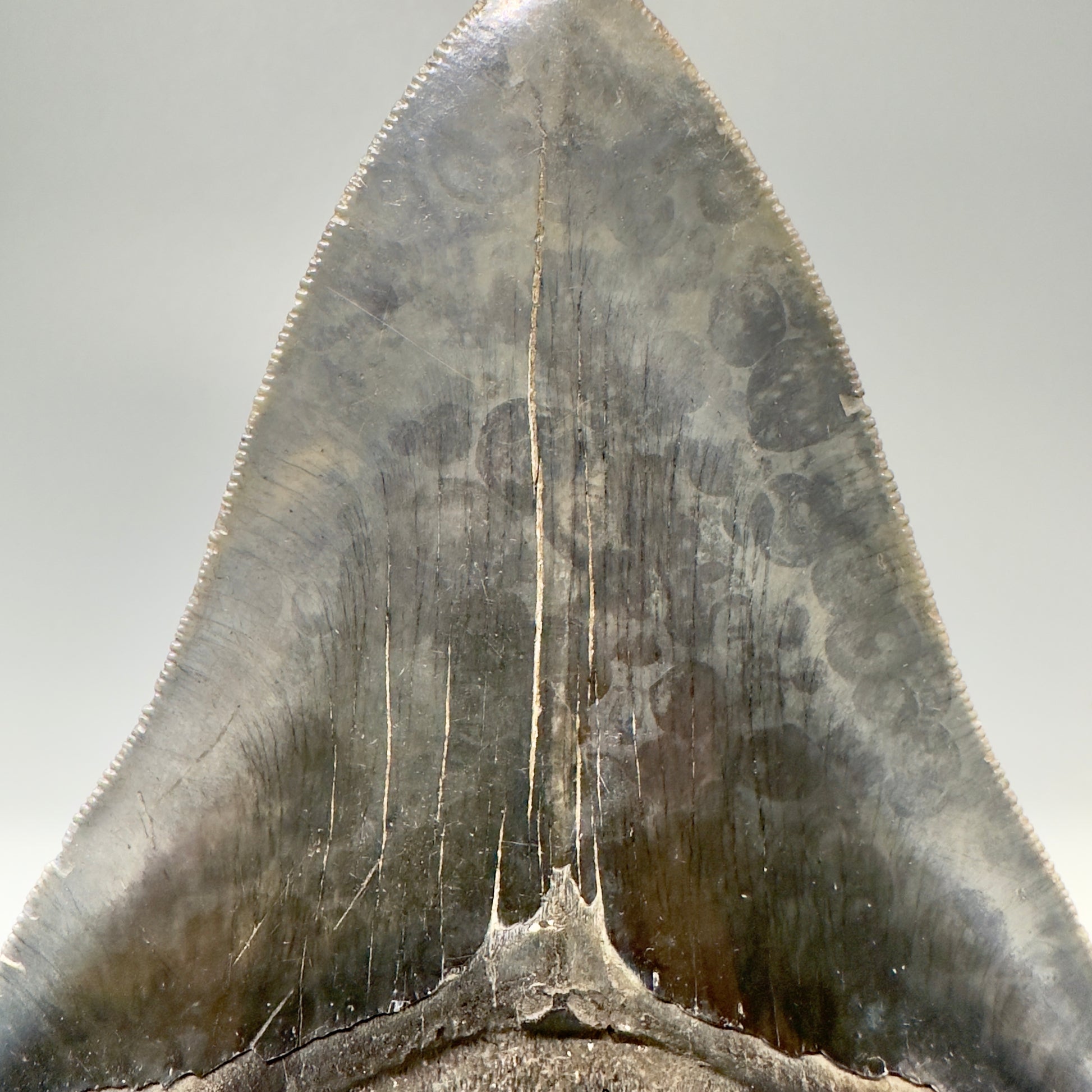 Large, sharply serrated   5.75" Fossil Megalodon Tooth from Southeast, USA CM5036 - Back detail