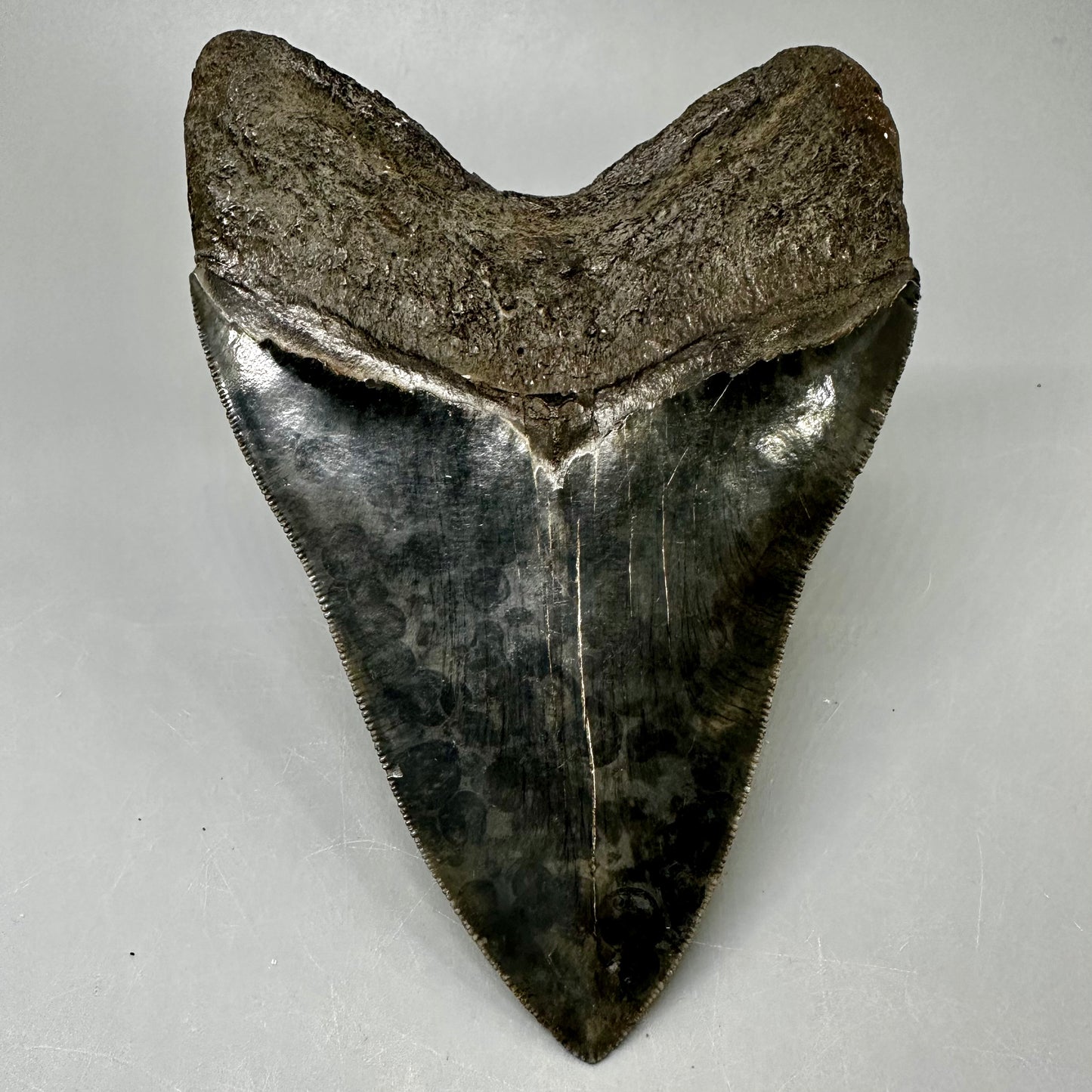 Large, sharply serrated   5.75" Fossil Megalodon Tooth from Southeast, USA CM5036 - Back1