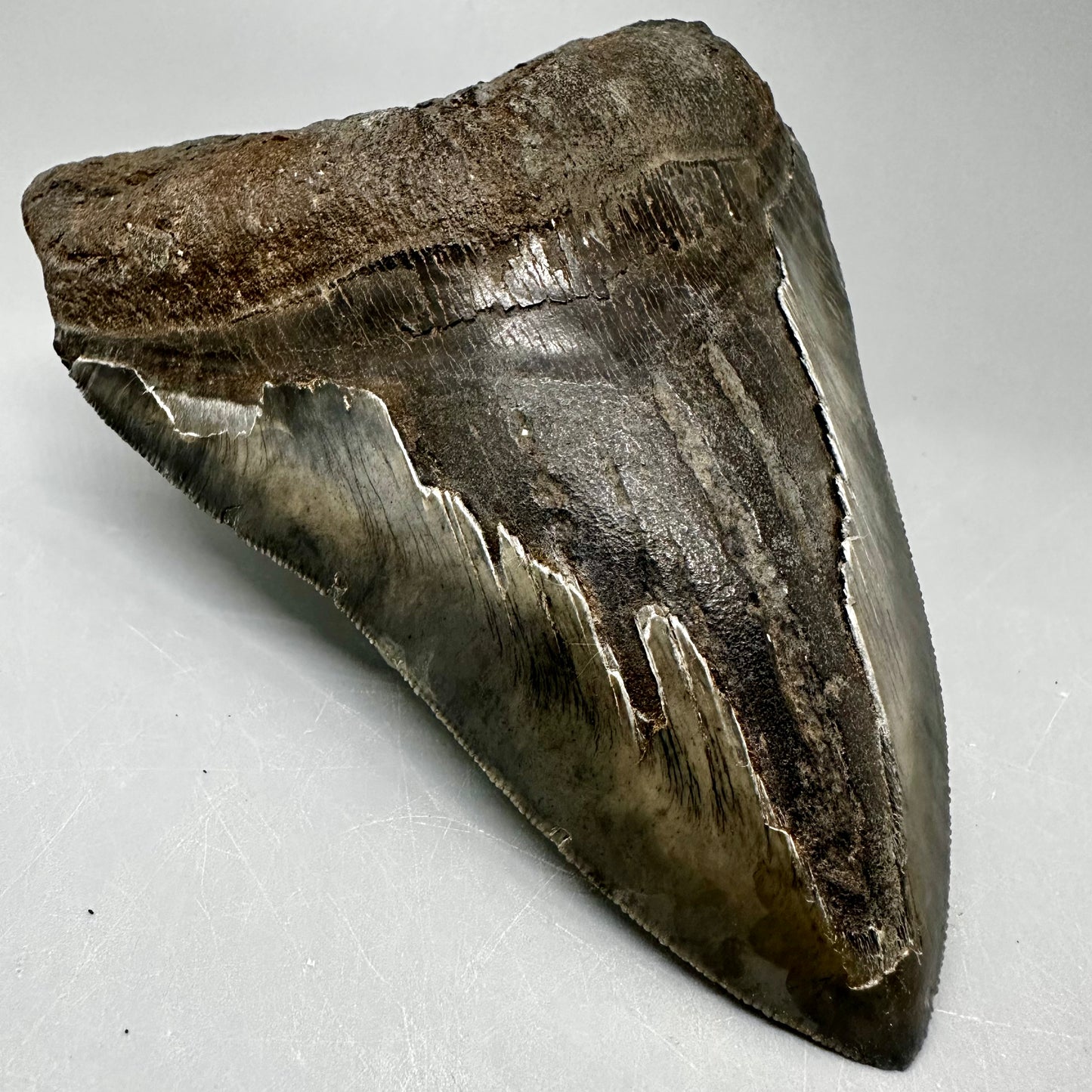 Large, sharply serrated   5.75" Fossil Megalodon Tooth from Southeast, USA CM5036 - Front Left