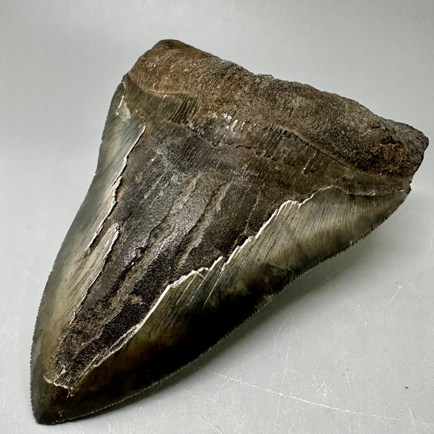 Large, sharply serrated   5.75" Fossil Megalodon Tooth from Southeast, USA CM5036 - Front Right