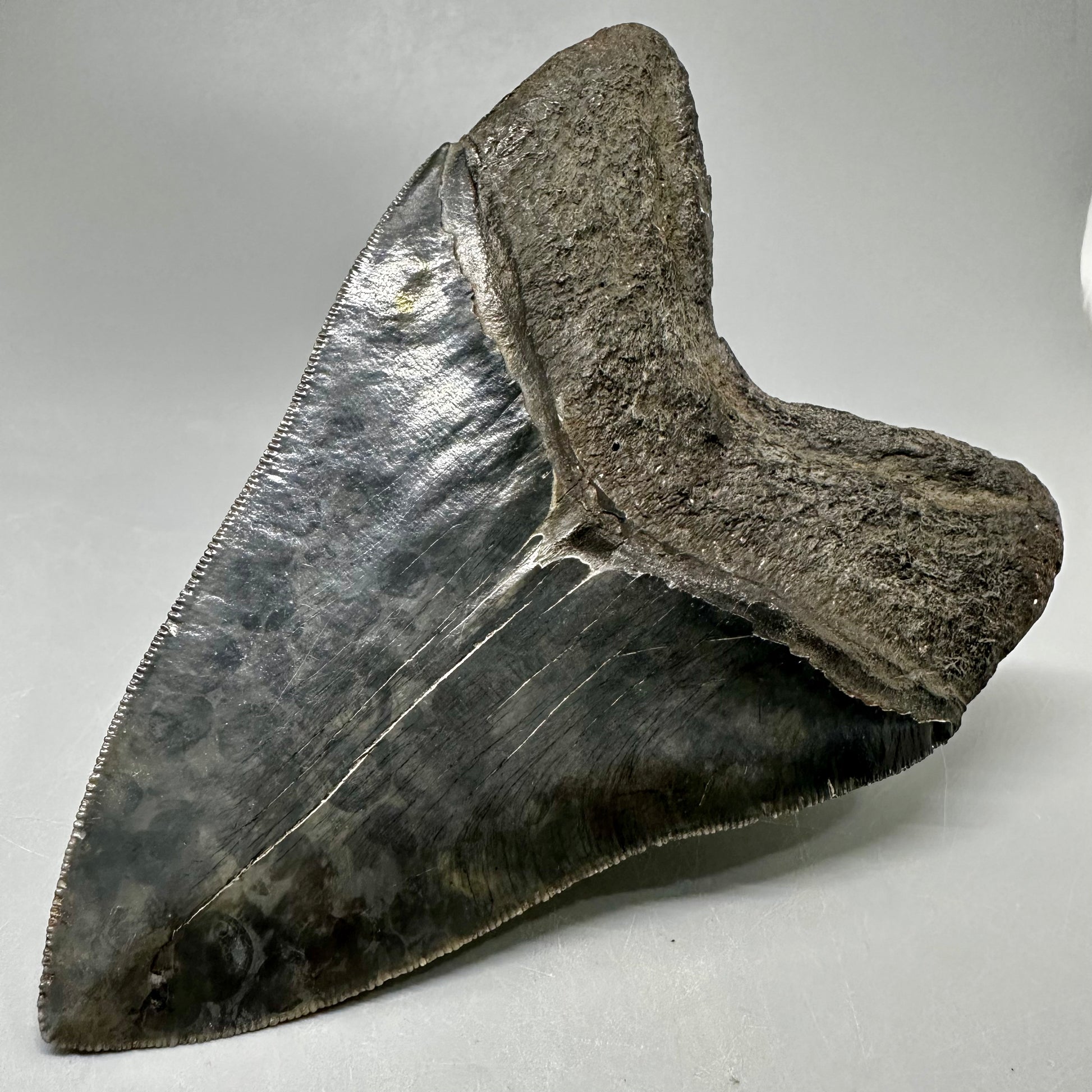 Large, sharply serrated   5.75" Fossil Megalodon Tooth from Southeast, USA CM5036 - Back Right