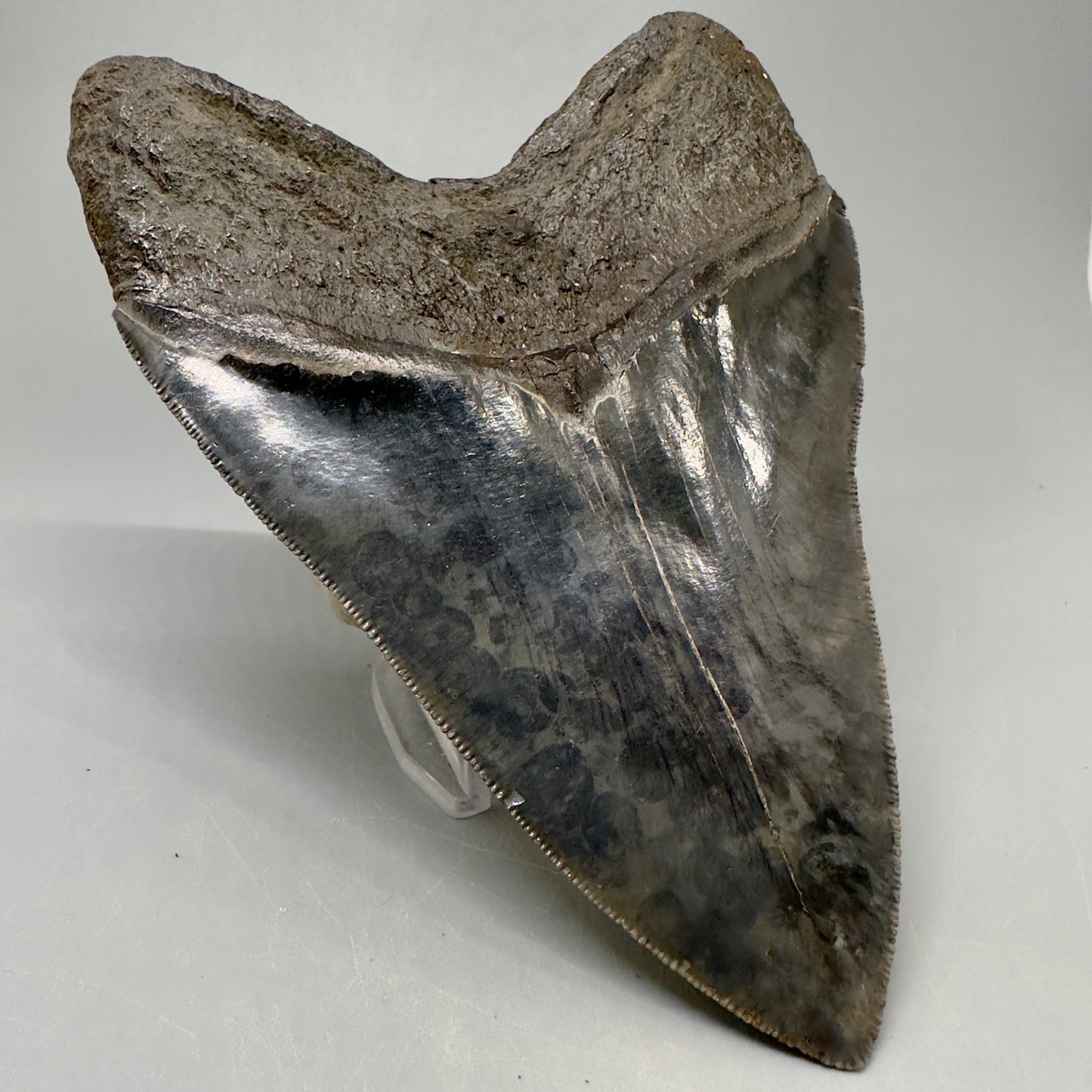 Large, sharply serrated   5.75" Fossil Megalodon Tooth from Southeast, USA CM5036 - Back Left