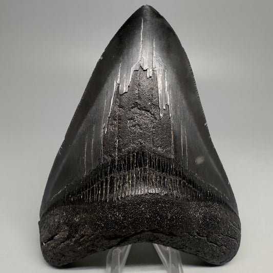 Dark colors 5.14" Fossil Megalodon Shark Tooth from Southeast, USA CM5034 - Front