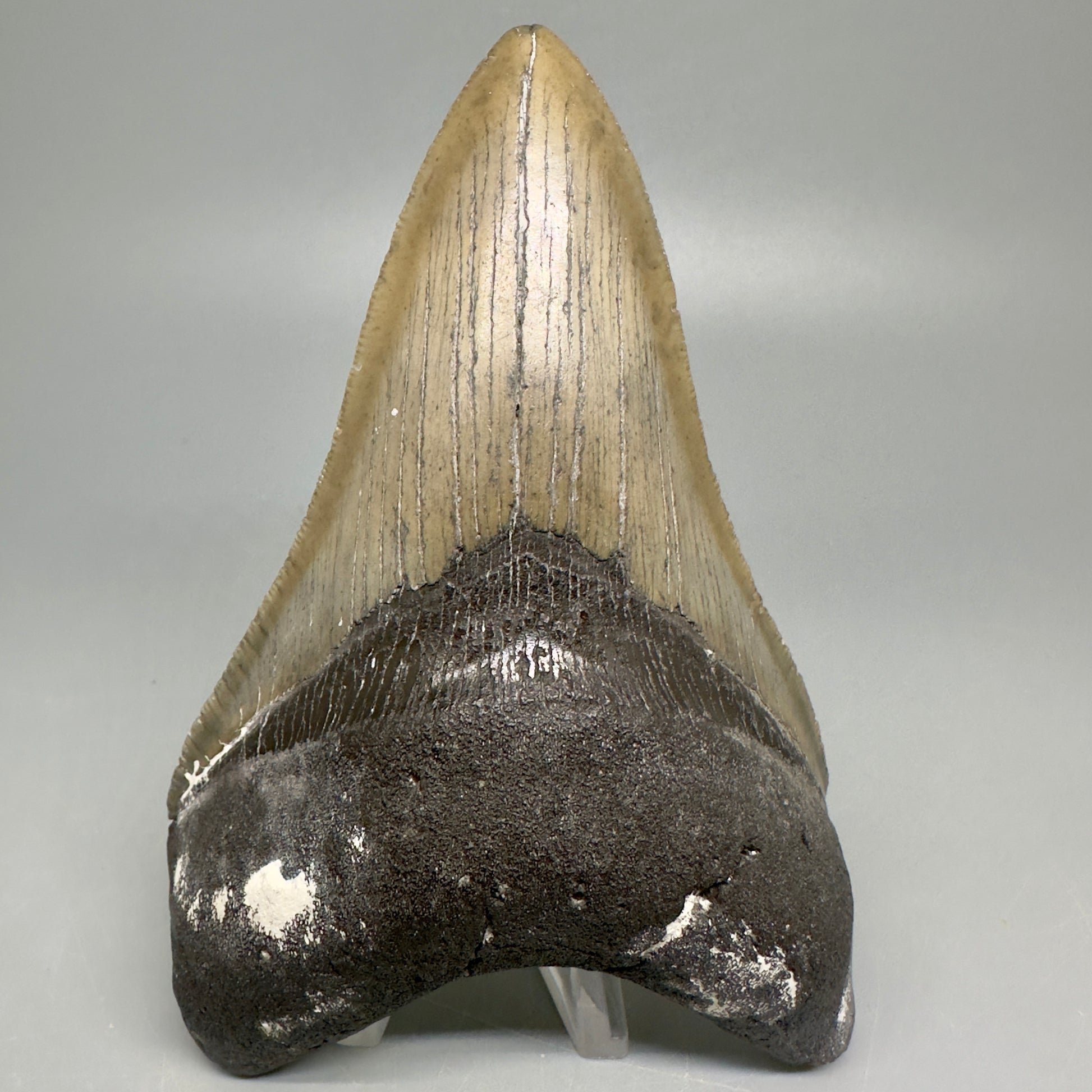 Lower Serrated beauty 5.13" Fossil Megalodon Shark Tooth - North Carolina CM5038 - Front