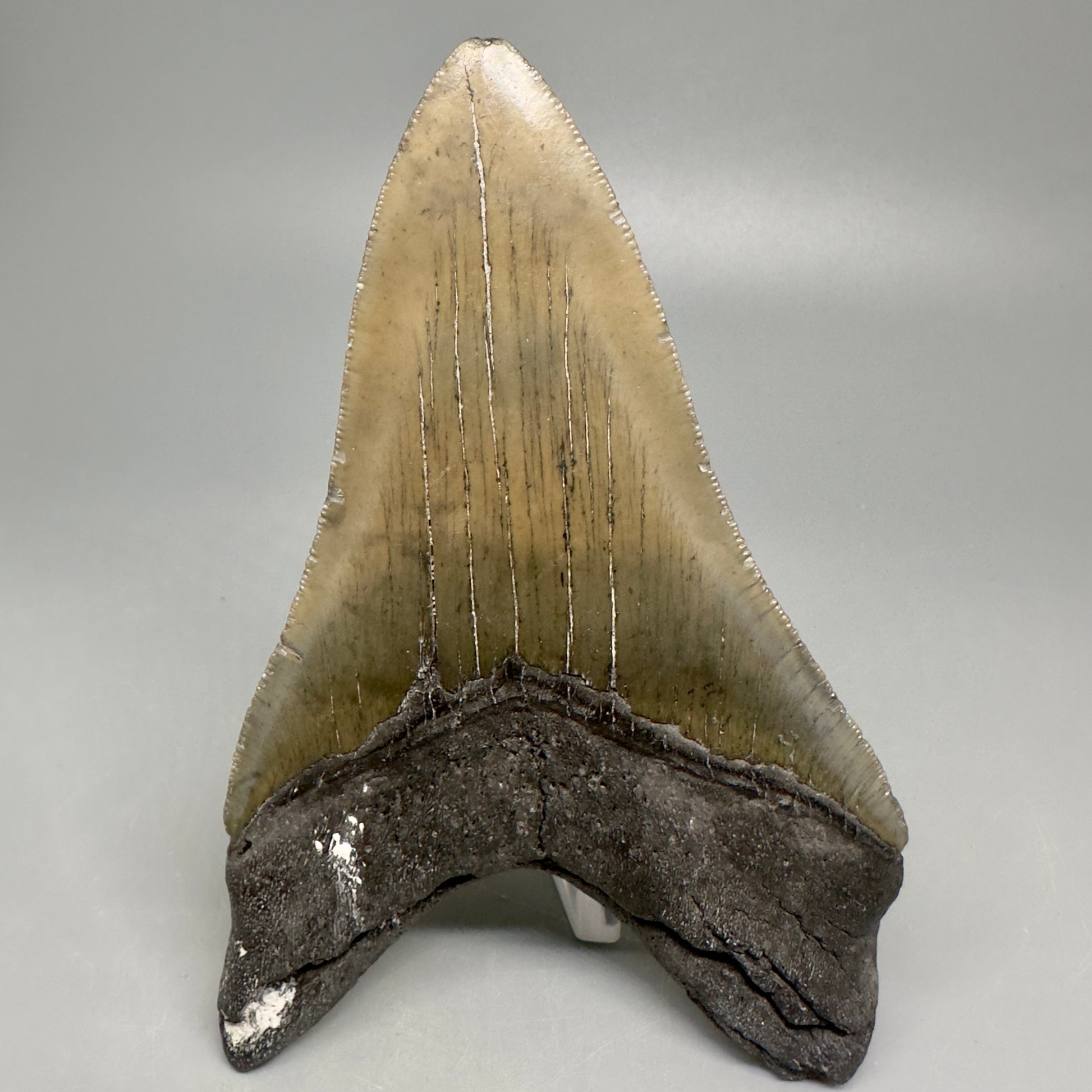 Lower Serrated beauty 5.13" Fossil Megalodon Shark Tooth - North Carolina CM5038 - Back 