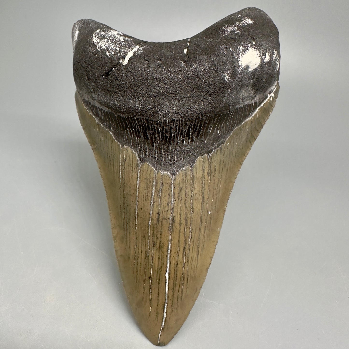 Lower Serrated beauty 5.13" Fossil Megalodon Shark Tooth - North Carolina CM5038 - Front1