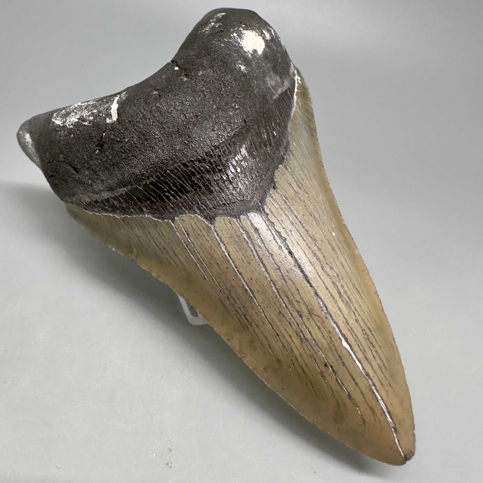 Lower Serrated beauty 5.13" Fossil Megalodon Shark Tooth - North Carolina CM5038 - Front Left