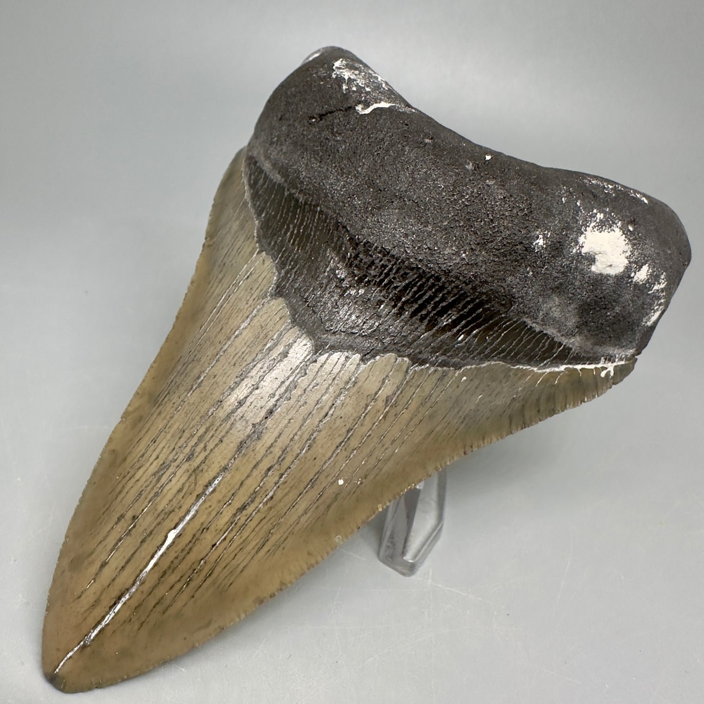 Lower Serrated beauty 5.13" Fossil Megalodon Shark Tooth - North Carolina CM5038 - Front Right