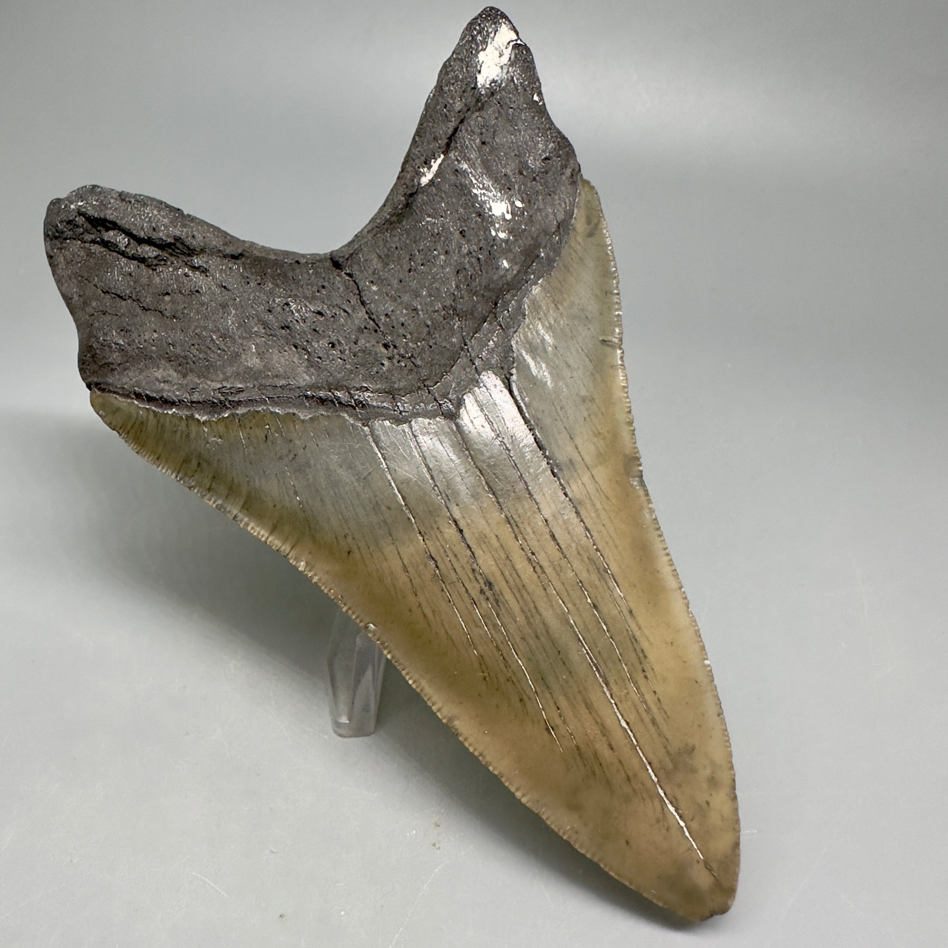 Lower Serrated beauty 5.13" Fossil Megalodon Shark Tooth - North Carolina CM5038 - Back Left