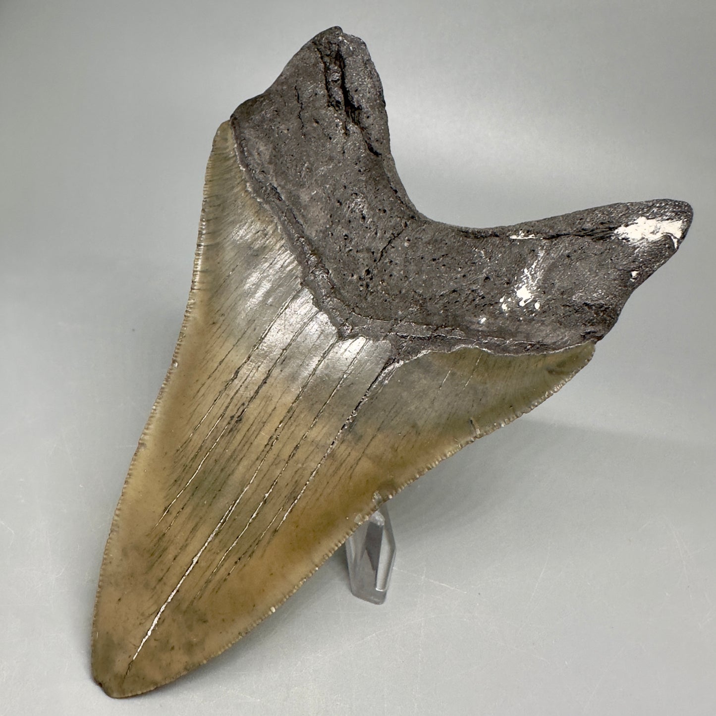 Lower Serrated beauty 5.13" Fossil Megalodon Shark Tooth - North Carolina CM5038 - Back Right