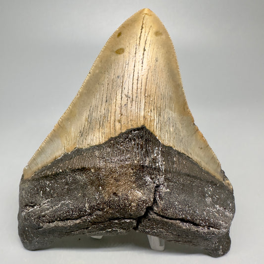 Colorful, wide 5.04" Fossil Megalodon Shark Tooth - Wilmington North Carolina