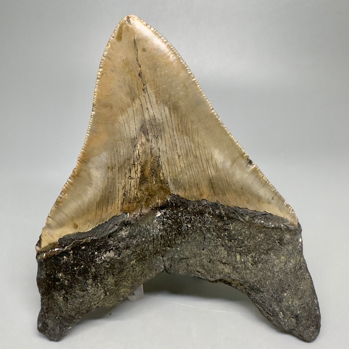 Colorful, wide 5.04" Fossil Megalodon Shark Tooth - Wilmington North Carolina