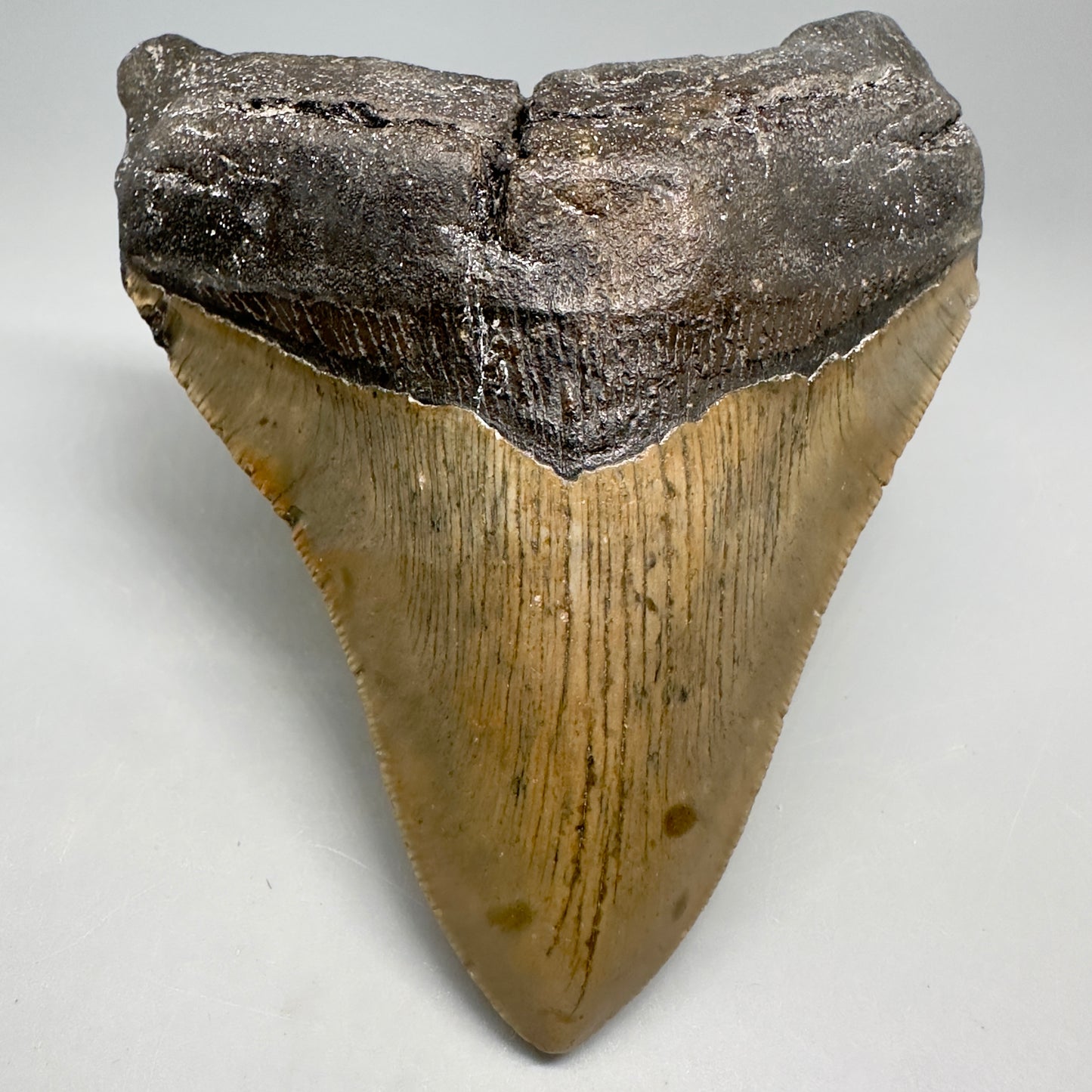 Colorful, wide 5.04" Fossil Megalodon Shark Tooth - Wilmington North Carolina