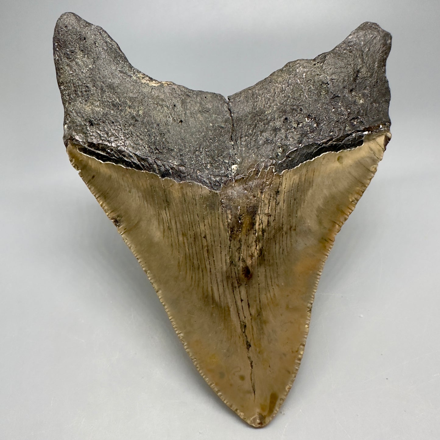 Colorful, wide 5.04" Fossil Megalodon Shark Tooth - Wilmington North Carolina