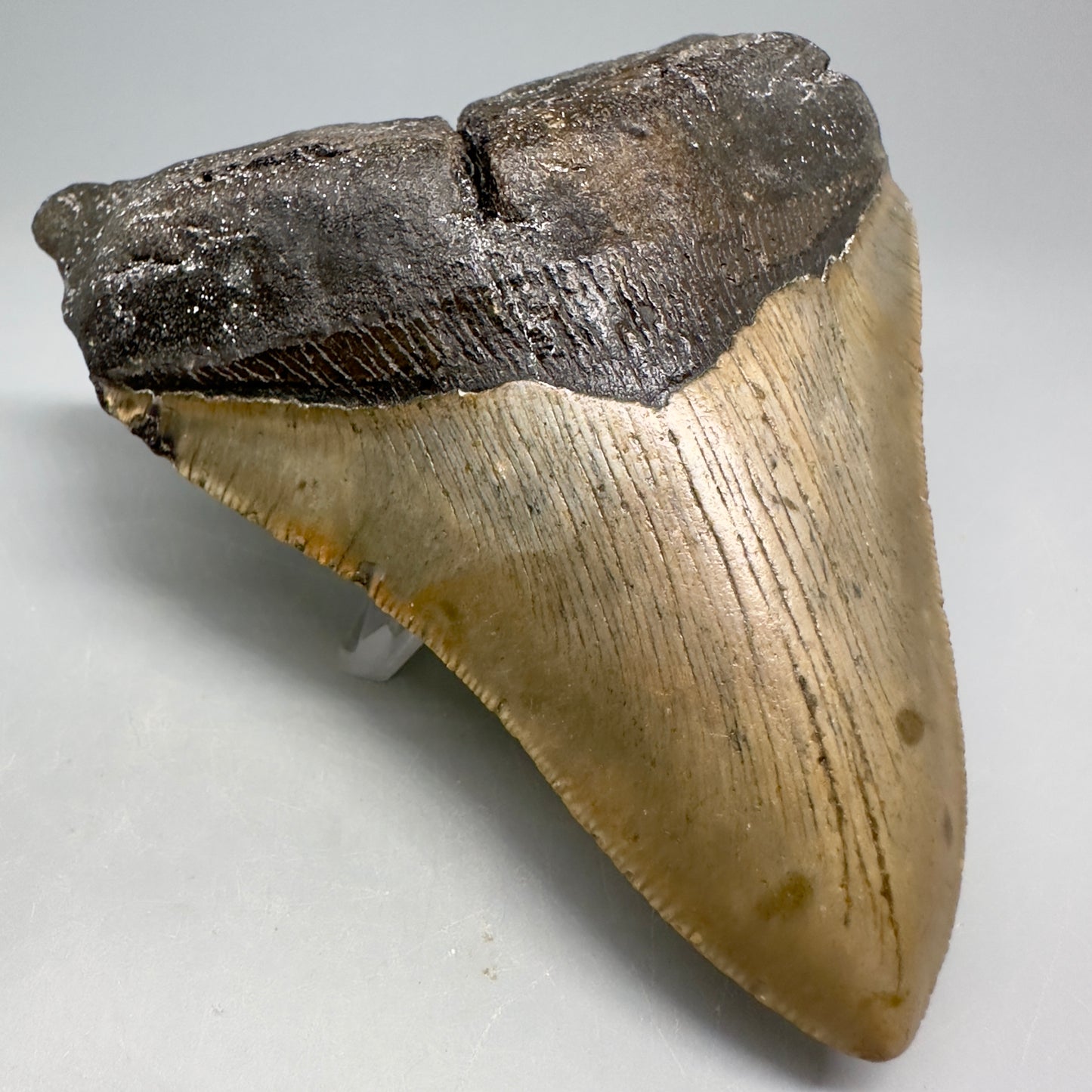 Colorful, wide 5.04" Fossil Megalodon Shark Tooth - Wilmington North Carolina