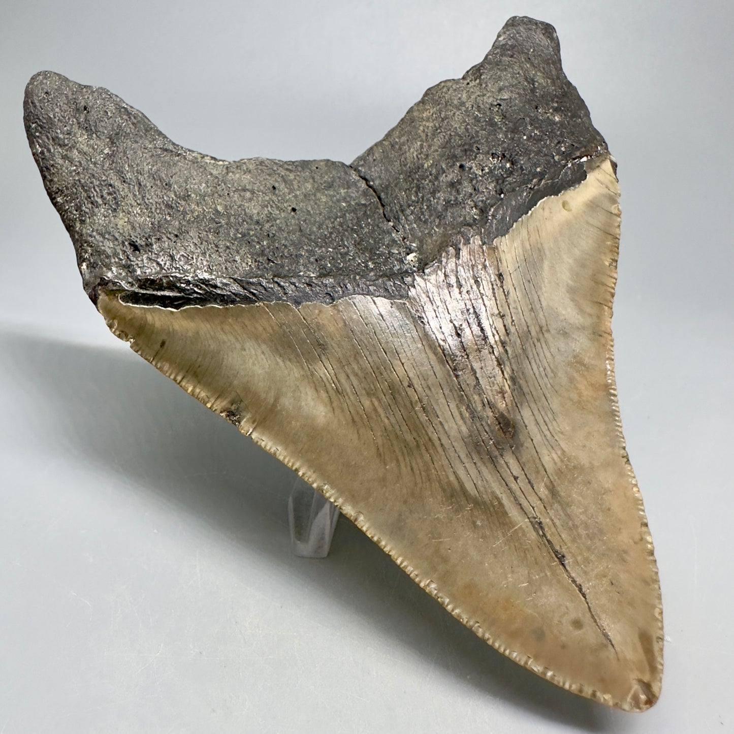 Colorful, wide 5.04" Fossil Megalodon Shark Tooth - Wilmington North Carolina