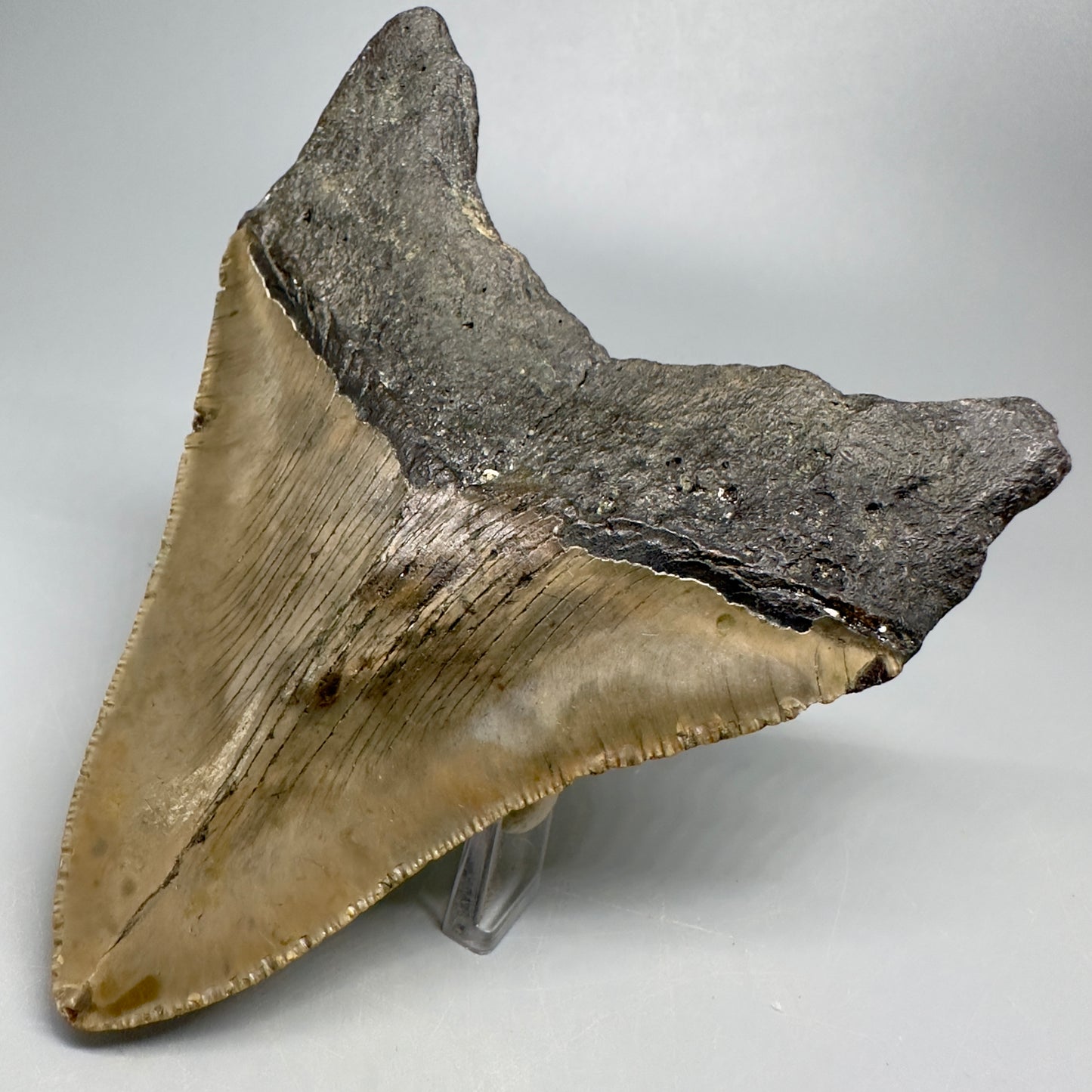 Colorful, wide 5.04" Fossil Megalodon Shark Tooth - Wilmington North Carolina