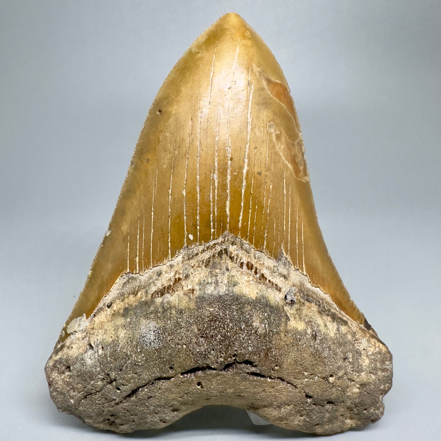 Colorful, serrated 5.01" Fossil Megalodon Tooth - North Carolina CM5032 - Front