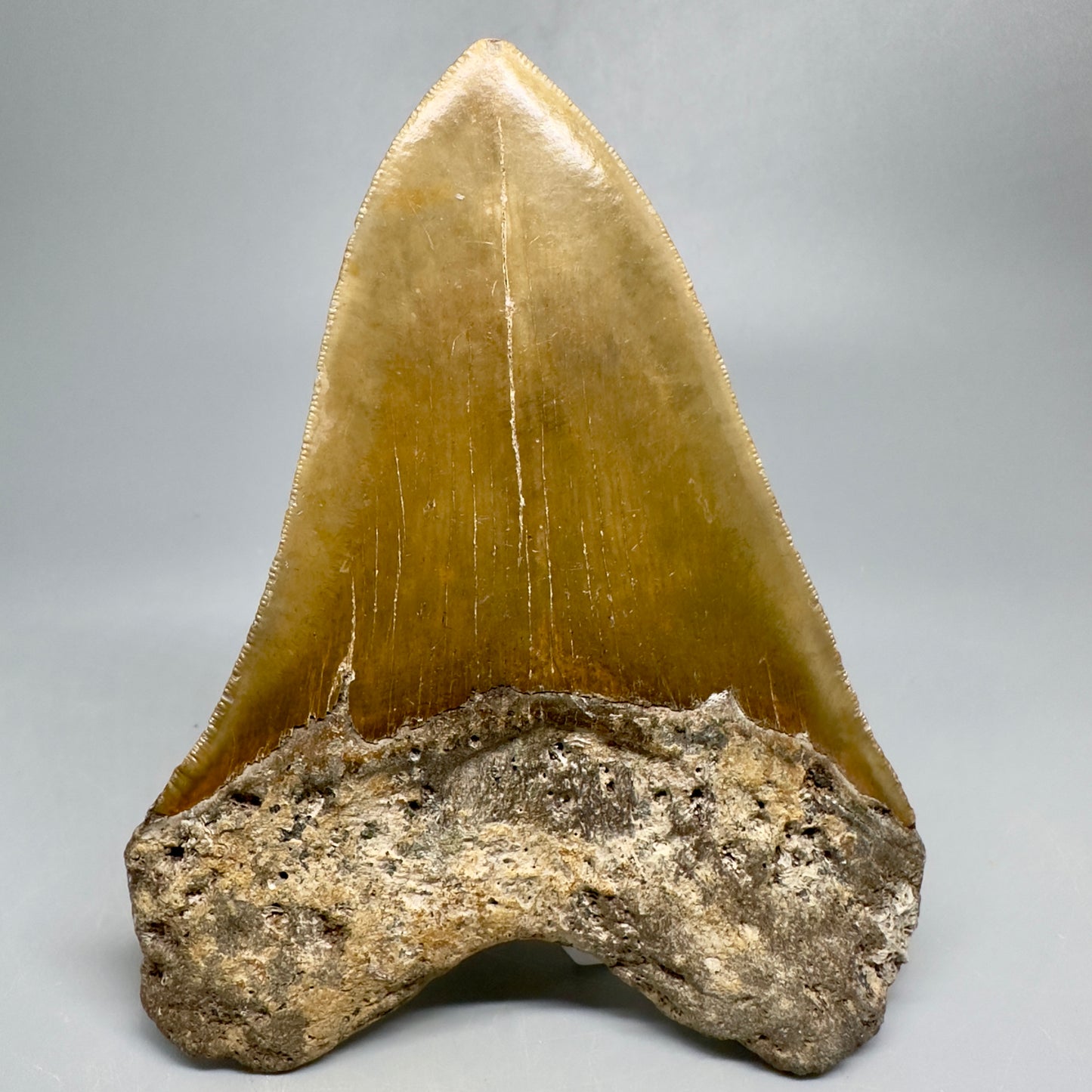 Colorful, serrated 5.01" Fossil Megalodon Tooth - North Carolina CM5032 - Back 