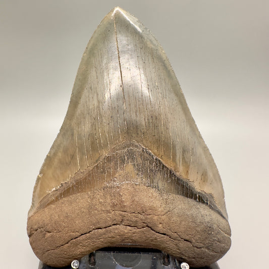 Heart shaped, high quality 5.22" Fossil Megalodon Tooth: Georgia CM4816 - Front