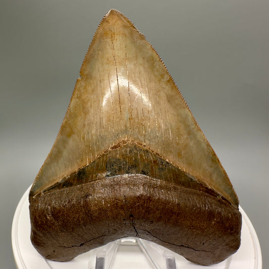 Exquisite, collector's quality 4.50" Megalodon Tooth from South Georgia CM4815 - Front