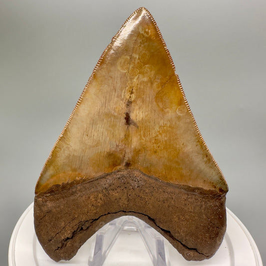 Exquisite, collector's quality 4.50" Megalodon Tooth from South Georgia CM4815 - Back