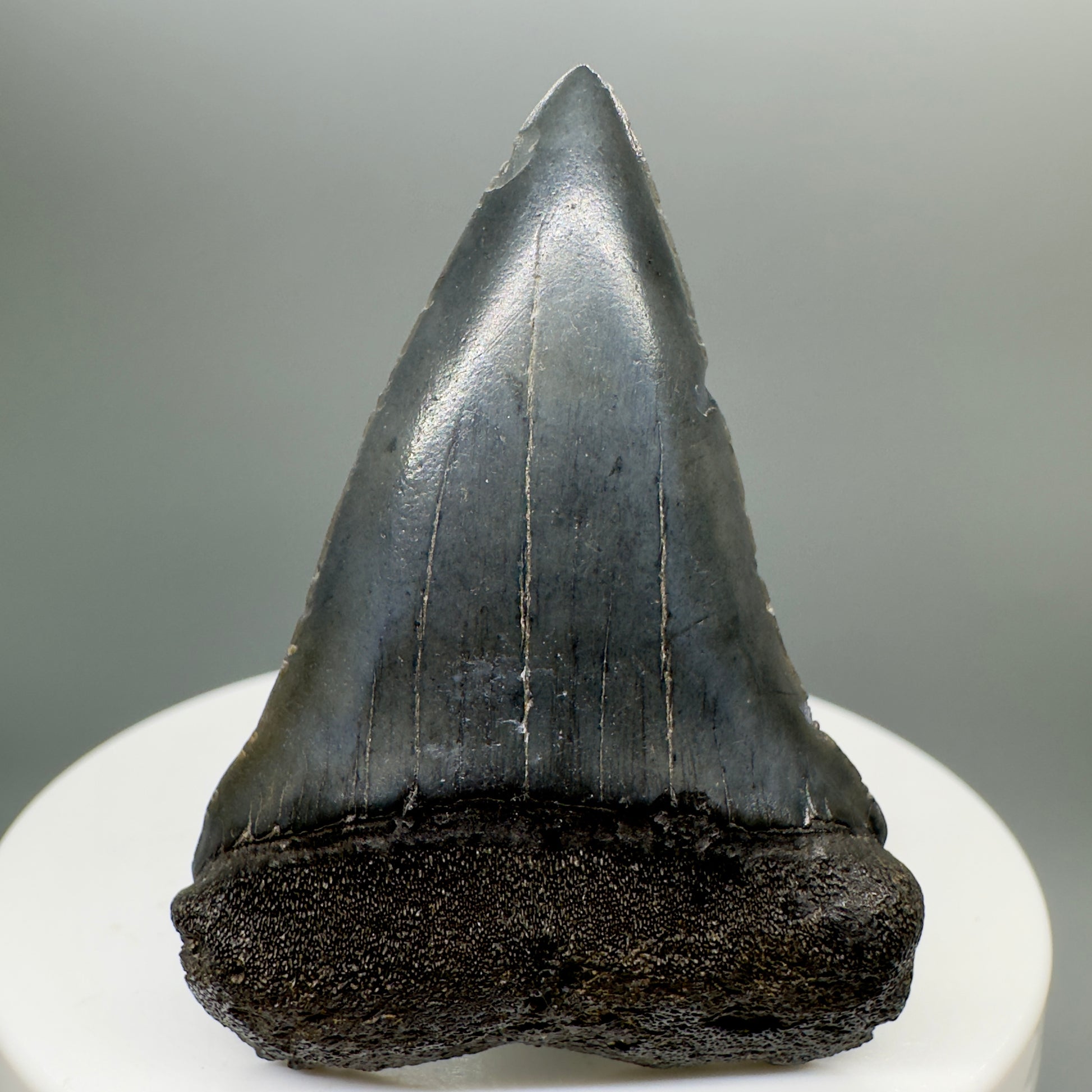 Beautiful 1.98" Fossil Extinct Mako - Isurus hastalis Shark Tooth from Southeast USA M529 - Front