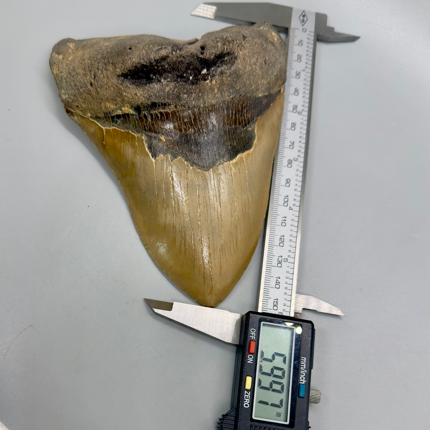 HUGE, massive lower 5.99" Fossil Megalodon Tooth - North Carolina