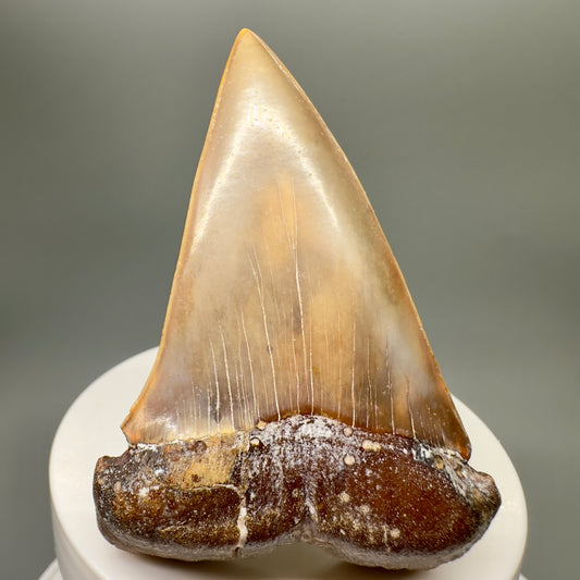 Large 2.67" Colorful Fossil Extinct Mako - Isurus hastalis Shark Tooth from Ocucaje, Peru megalodonteeth.com M563 - Front 